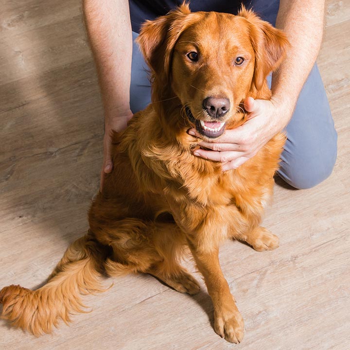 Osteopathie eine ganzheitliche Medizin