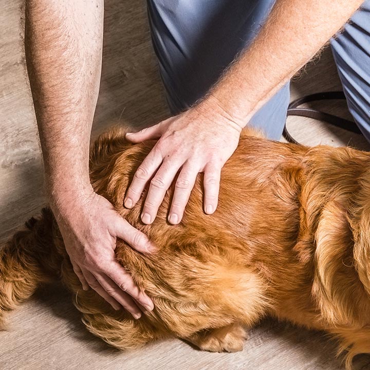 Tierosteopathie für den Hund