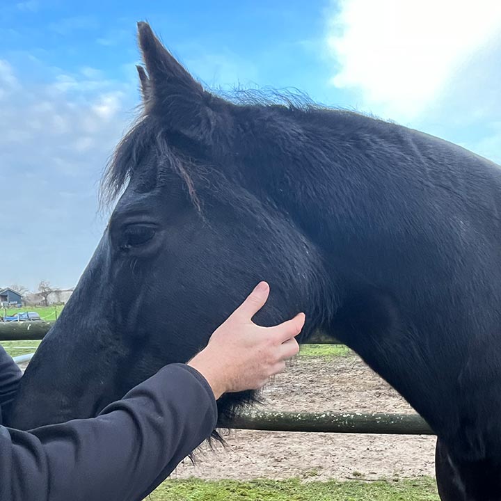 Tierosteopathie für das Pferd